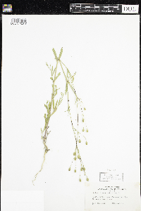 Silene antirrhina image