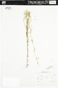 Silene antirrhina image
