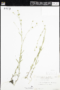 Silene antirrhina image