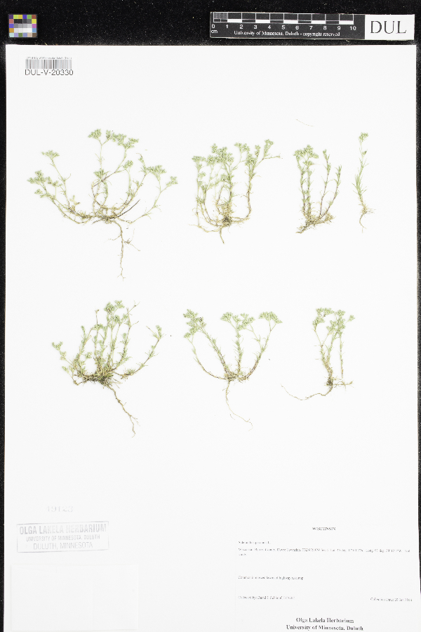 Scleranthus perennis image