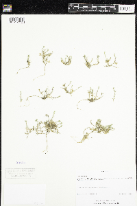Scleranthus perennis image