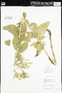 Saponaria officinalis image