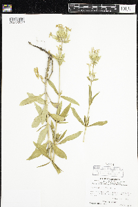 Saponaria officinalis image