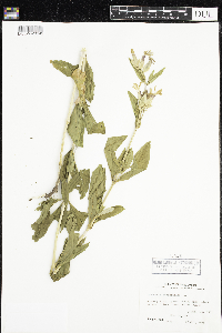 Saponaria officinalis image