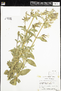 Saponaria officinalis image