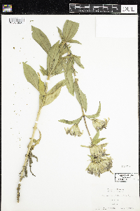Saponaria officinalis image