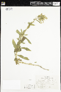 Saponaria officinalis image