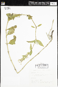 Saponaria officinalis image