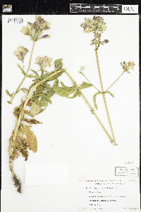 Saponaria officinalis image