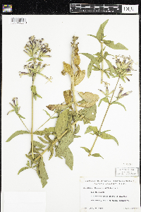 Saponaria officinalis image