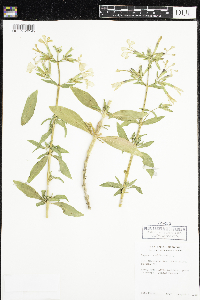 Saponaria officinalis image