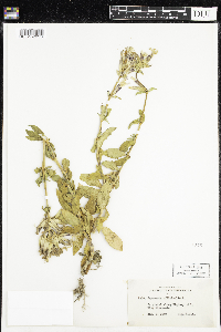 Saponaria officinalis image