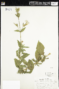 Saponaria officinalis image