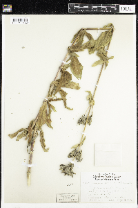Saponaria officinalis image