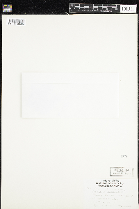 Sagina procumbens image