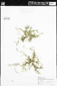 Sagina procumbens image