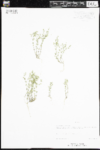 Arenaria serpyllifolia image