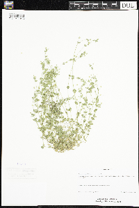 Arenaria serpyllifolia image