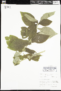 Triosteum perfoliatum image