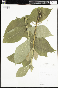 Triosteum perfoliatum image