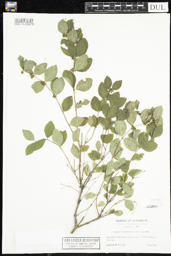 Symphoricarpos image