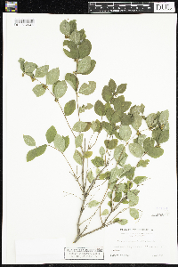 Media resource of Symphoricarpos orbiculatus