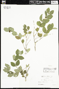 Symphoricarpos orbiculatus image