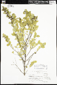 Symphoricarpos orbiculatus image