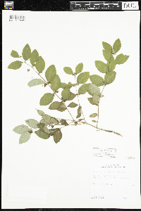 Symphoricarpos orbiculatus image