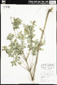 Symphoricarpos occidentalis image