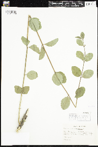 Symphoricarpos occidentalis image