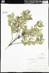 Symphoricarpos occidentalis image