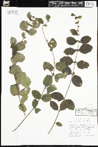 Symphoricarpos occidentalis image