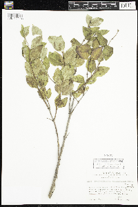 Symphoricarpos occidentalis image