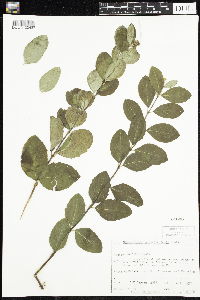 Symphoricarpos occidentalis image