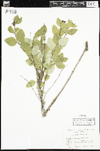 Symphoricarpos occidentalis image