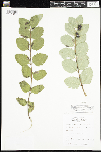 Symphoricarpos occidentalis image