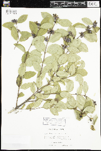 Symphoricarpos occidentalis image