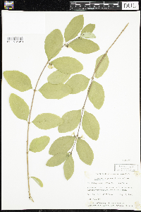 Symphoricarpos occidentalis image