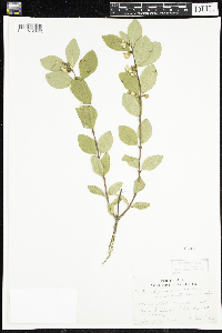 Symphoricarpos occidentalis image
