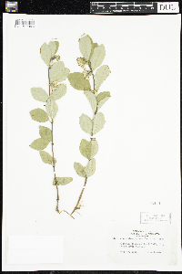 Symphoricarpos occidentalis image