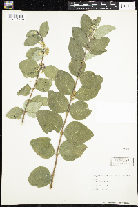 Symphoricarpos occidentalis image