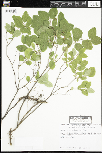 Symphoricarpos albus image