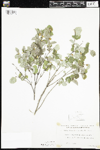 Symphoricarpos albus image