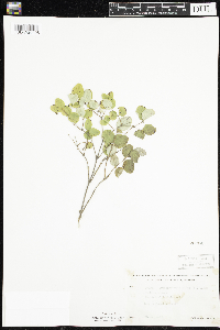 Symphoricarpos albus image