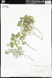 Symphoricarpos albus image