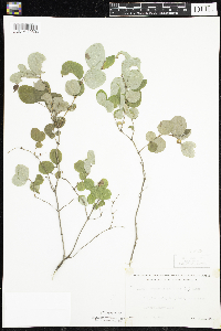 Symphoricarpos albus image