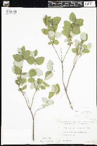 Symphoricarpos albus image