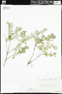 Symphoricarpos albus image