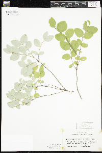 Symphoricarpos albus image